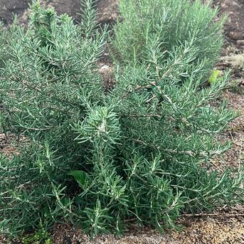 フレッシュローズマリー （ ハーブ） 栽培期間農薬不使用 80g | 花