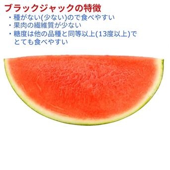 【予約受付】甘～い大玉すいか 種のない(少ない)ブラックジャック 2~3Lx 2玉 山形県産【旬祭限定】 甘～くおいしい大玉すいかブラックジャック 2~3Ｌx2玉 果物/スイカ通販