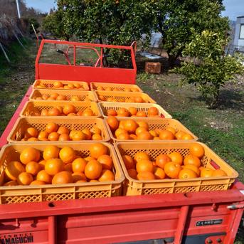 広島産八朔(はっさく）自慢の果実L〜3Lサイズ（優良品）10k箱込