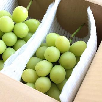 シャインマスカット家庭用8房(3.0kg) | 果物/ぶどう 産直アウル 農家