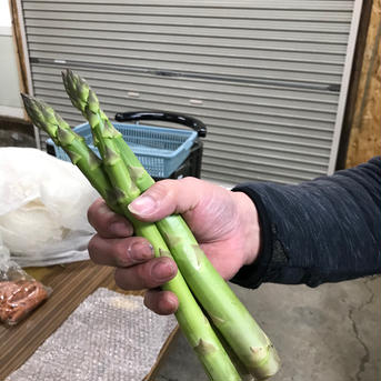 北海道厚沢部町産アスパラ（L2L混みサイズ１ｋｇ） L2L混みサイズ1kg 野菜/アスパラガス通販