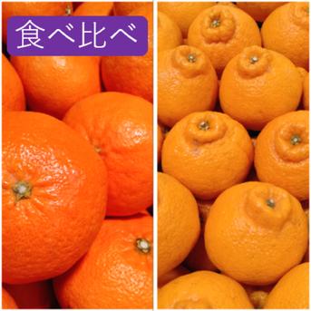 【家庭用】2月の柑橘食べ比べセット 2kg×2箱(混合サイズ) 甘平×不知火 愛媛みかん《ひなまつり》 2kg(箱込み)×2箱 果物/オレンジ・その他みかん通販
