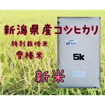 特別栽培米新潟県産コシヒカリ5k 5kg 米・穀物/米/精米通販
