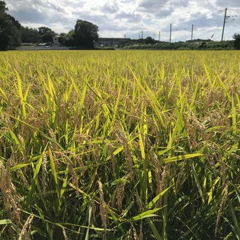 宮城県松島産🌾ひとめぼれ🌾令和6年度新米 20kg 米・穀物/米/精米通販