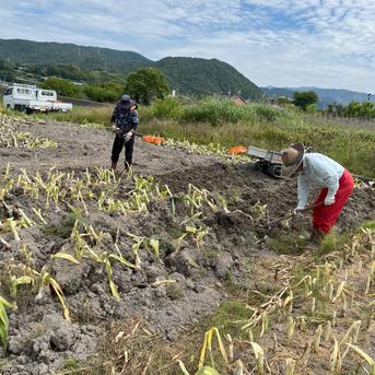 ポリニアン10体セット　ジャンク品 ジャンボニンニク 【特大バラ 10kg】 ｜ 野菜/その他野菜 産直アウル