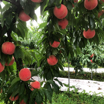 タカハシ果樹園の桃(桃水)約2kg | 果物/もも 産直アウル 農家から直接