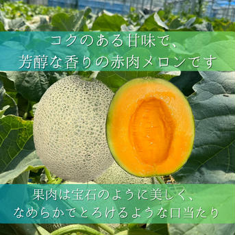 【旬祭限定】ルピアレッドメロン（3L4玉） 3Lサイズ 4玉(5.2〜6.36kg) 果物/メロン通販