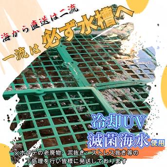 《数量限定20件!!》山六水産の２年貝【5kg】ヘラ付 5ｋ 魚介類/ホタテ通販