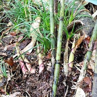 予約販売　山形県産 天然月山筍５００ｇ 一般には流通しにくい柔らかく瑞々しい細竹 ５００ｇ 野菜/山菜通販