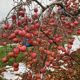 2箱分すぐ発送！10キロ樹上完熟葉取らずサンふじ訳あり10キロ32-46 蜜