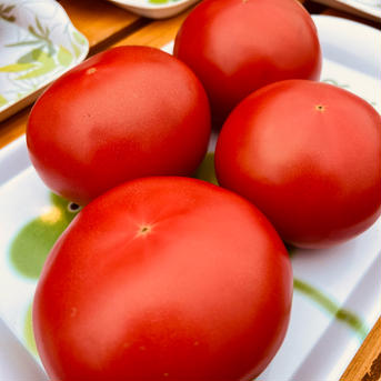 北海道あっさぶ・ささき直売所の完熟大玉トマト 大玉トマト【約4.8kg】 野菜/トマト通販