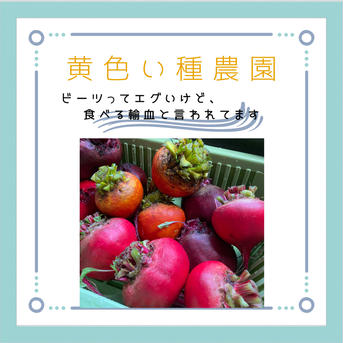 有機ビーツ3種詰合せ 4kg程度 野菜/その他野菜通販