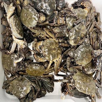 🧊急速冷凍モクズガニ🦀２kg小中サイズ２kg(目安 20-40杯) ツガニ つがに 宮城県松島産  他に大サイズも出品中 もくずがに 蟹汁🦀🔥カニ 중화융오게 中华绒螯蟹 モクズガニ小中2kg 魚介類/カニ通販