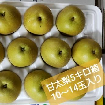 味も形も新しい甘太梨5キロ箱家庭用 5キロ 果物/梨通販