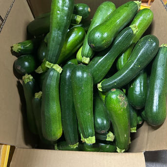 【訳あり】ズッキーニ　群馬県東吾妻町産　13kg ズッキーニ　13kg 野菜/ズッキーニ通販