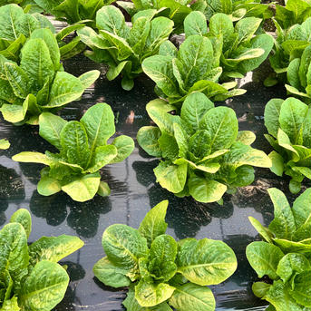 【今だけこの価格】シーザーサラダが有名なロメインレタス５個 ５個 野菜/レタス通販