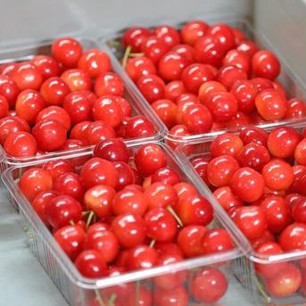 【 5月限定価格🍒限定30箱 】【 さくらんぼ:紅秀峰 】山形県天童産 500ｇ 【 肉厚果肉がジューシー 】【 大好評口コミ多数！！🍒 】訳あり さくらんぼ(紅秀峰)500g 果物/さくらんぼ通販
