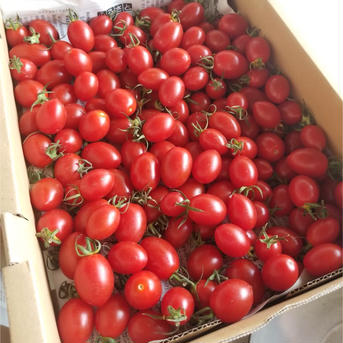 【特別栽培】甘くて止まらないミニトマト1kgとふき500g ミニトマト1kg、ふき500g 野菜/野菜セット・詰め合わせ通販