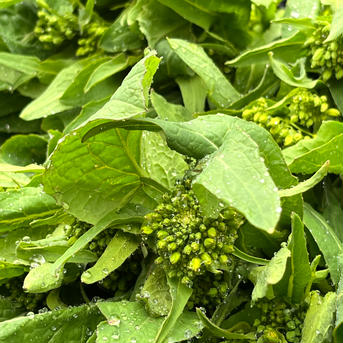 8P[信州産]サラダや漬物でも！野沢菜の菜花 200g×8 野菜/葉物通販