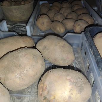 🥔農薬・化学肥料不使用「キタアカリ」3kg　L～2Lサイズ🥔 ジャガイモ（キタアカリ）3kg 野菜/じゃがいも通販