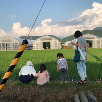 北海道産ゆめぴりか玄米10kg 10kg 米・穀物/米/精米通販