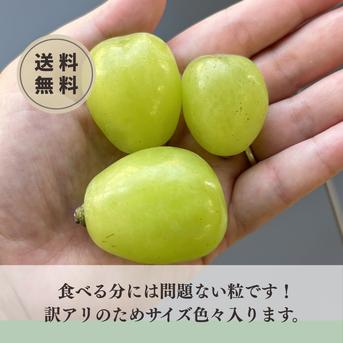 訳アリ送料込【つぶつぶ雄宝1kg】次世代シャインマスカット 特別栽培