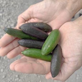 色はおまかせ宝石箱】5年の歳月を野生の力で生き抜いた「ワイルド 