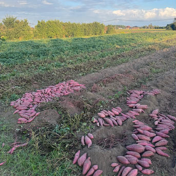 【特大サイズ】無農薬さつまいも（紅あずま）10kg 10kg（箱の重さ含む） 野菜/さつまいも通販