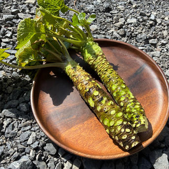 数量限定 有東木わさびLLサイズ 1本 約180g ｜ 野菜/薬味 産直アウル