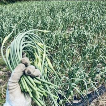 ニンニクの芽50本 50本入り【宅急便コンパクト】 野菜/にんにく通販