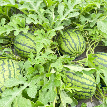 【あま～い小玉すいか】 あきた夏丸チッチェ🍉 ４玉 ご家庭用 L～2Lサイズ　４玉（約10㎏） 果物/スイカ通販