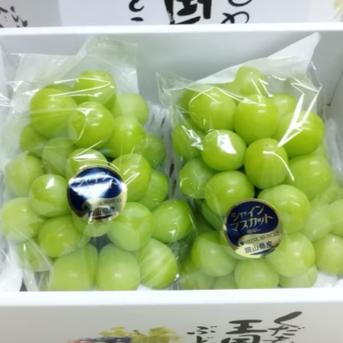 【お徳用】岡山県産＊甘々シャインマスカット2房【1.2kg】 2房　1.2kg 果物/ぶどう通販