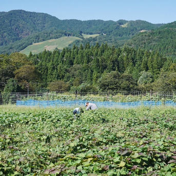 訳あり】パープルスイートロード15kg。栽培期間中農薬不使用