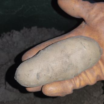🥔農薬・化学肥料不使用「メイクイーン」3kg　L～2Lサイズ🥔 ジャガイモ（メイクイーン）3kg 野菜/じゃがいも通販