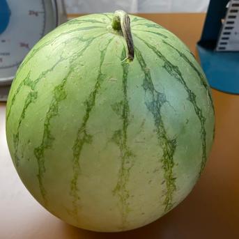 兵庫産　ニュー小玉スイ②　２７００ｇ　訳あり 兵庫産　ニュー小玉スイ②　２７００ｇ　訳あり 果物/スイカ通販