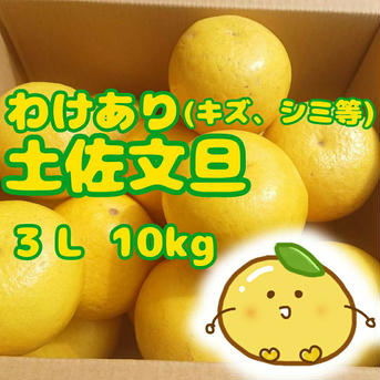 訳アリ土佐文旦 10㎏ 10㎏ 果物/オレンジ・その他みかん通販