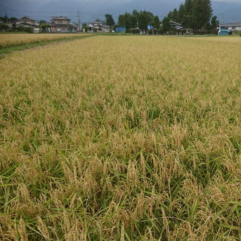 令和5年産安曇野産こしひかり 特別栽培米 白米 2㎏ 2㎏ 米・穀物/米/精米通販