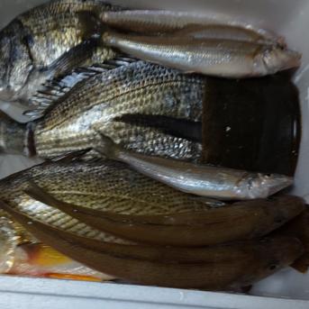 熊本、八代海の魚達！朝取れ鮮魚セット 約3キロ（3〜5種類） 魚介類/魚介セット・詰め合わせ通販
