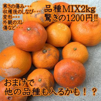 訳あり】品種ミックス！生産者と消費者をマッチング！ダブル応援みかん