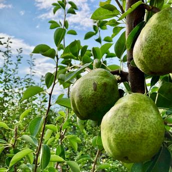2箱セット】大玉ラ・フランス 3kg 7〜8玉入り【お歳暮】 | 果物/梨