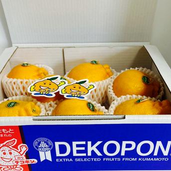熊本県産 JAデコポン 約2㎏ 秀品 【002】ギフト 贈り物  フルーツ お取り寄せ みかん 蜜柑 ミカン 高級 熊本 柑橘類  JAデコポン 約2㎏ 　箱込み 果物/オレンジ・その他みかん通販
