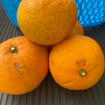 愛知県蒲郡産☆甘夏10kg☆訳あり品☆ご家庭用に 10kg(箱込) 果物/オレンジ・その他みかん通販