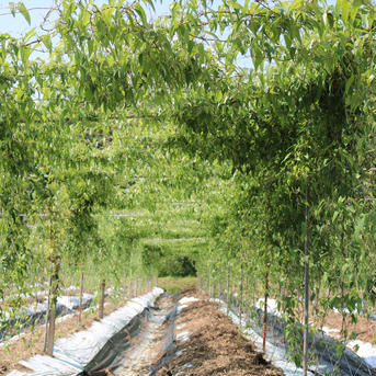 <12月上旬から出荷予定>【お歳暮】【熊本産】球磨川流域でたくましく育った自然薯1本物1.3kg前後(1-2本) 1.3kg(1-2本ほど) 野菜/長いも・山いも通販