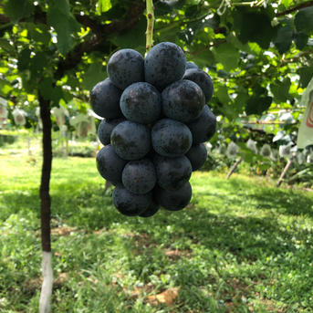シャインマスカット&ナガノパープル 2kg ｜ 果物/ぶどう 産直アウル