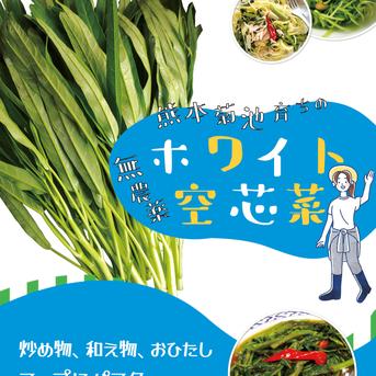 ホワイト空心菜 / 白く透き通るような茎と鮮やかな緑の葉のコントラストが魅力 ホワイト空心菜【１００ｇ×２０袋】 野菜/葉物通販