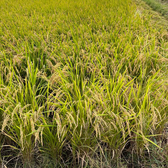 愛媛県西条産 にこまる 白米 9キロ ｜ 米・穀物/米/精米 産直アウル