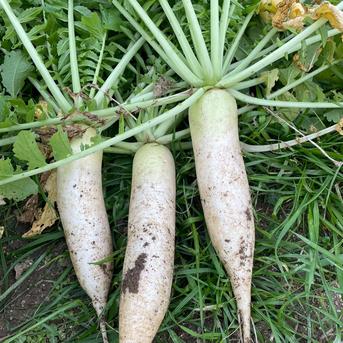 【自然栽培】大根（だいこん）10㎏（農薬・肥料不使用） 10kg 野菜/大根通販
