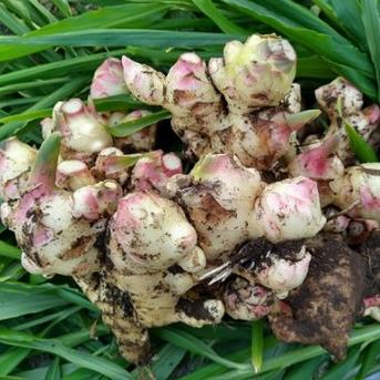 ご予約限定価格】ハナコの新生姜 2025 / 10kg ｜ 野菜/薬味 産直アウル