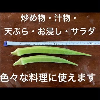 飯島農園の大長五角オクラ、ビッグフィンガー オクラ40〜50本 野菜/オクラ通販