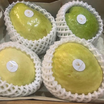 台湾グァバ(白)1Kg(3玉前後)～ ｜ 果物/その他果物 産直アウル 農家